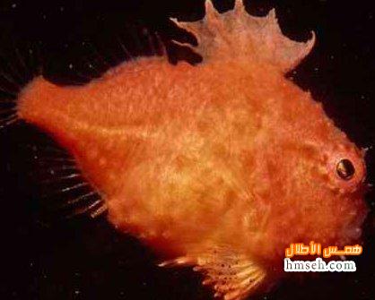 Lumpsucker Lump Fish) hmseh-a3b359214c.jpg