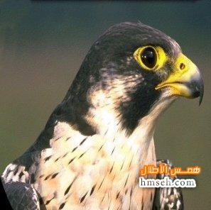  Peregrine Falcon hmseh-b751b2cd7d.jpg